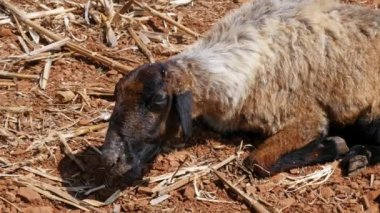 A closeup of diseased sheep relaxing in the dry fields under hot sunny day