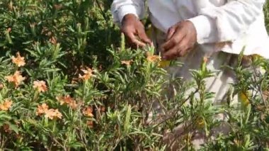Closeup of female hands harvesting firecracker flowers or crossandra flowers during summer day