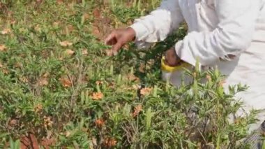 Closeup of female hands harvesting firecracker flowers or crossandra flowers during summer day