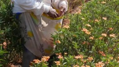 Closeup of female hands harvesting firecracker flowers or crossandra flowers during summer day