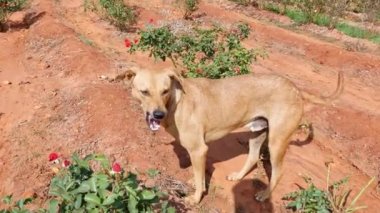 Closeup of a brown stray dog standing amidst rose plantation during hot sunny day