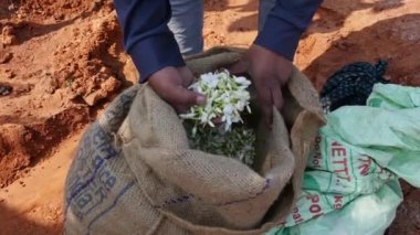 Closeup of hands checking the quality of fresh jasmine flowers in the fields during morning