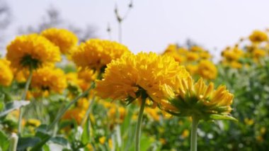Closeup of yellow chrysanthemum flowers blooming in wind during summer day