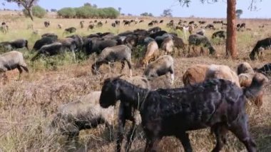 wide view of flock of sheep grazing in the dry fields on a sunny day of summer