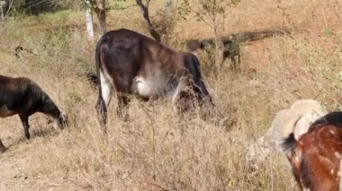 A view of cow grazing in the dry fields on a sunny day of summer at countryside