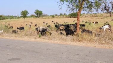 Panoramic view of flock of sheep grazing in the dry fields on a sunny day during summer