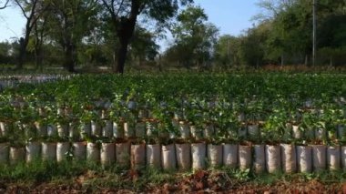 A wide view of the variety of plants and saplings in a nursery farm ready for fresh plantation