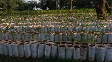 A wide view of the variety of plants and saplings in a nursery farm ready for fresh plantation