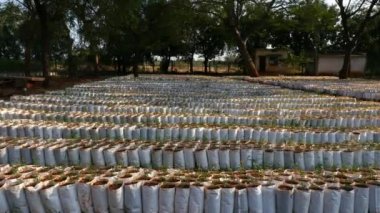 A wide view of the variety of plants and saplings in a nursery farm ready for fresh plantation