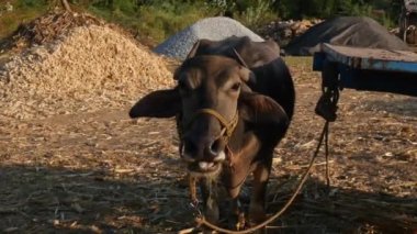 Closeup of an Indian buffalo tied to a cart with rope in an old barn during sunset time