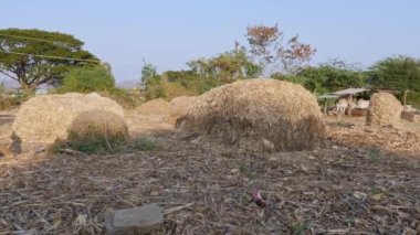 A wide view of a pile of maize husk, hay, and silage stored at the barn during summer