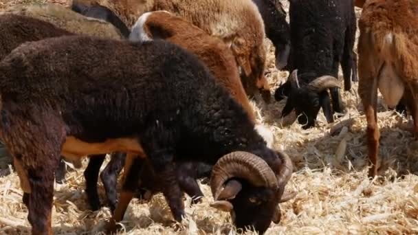 Wide View Flock Sheep Eating Corn Husk Fields Sunny Day — стоковое видео