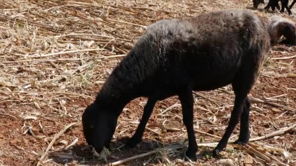 Small Young Sheep Eating Dry Corn Husk Fields Sunny Day — Stok Video