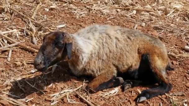 Closeup Diseased Sheep Relaxing Dry Fields Hot Sunny Day — Vídeo de Stock