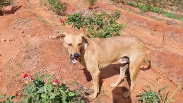 Closeup Brown Stray Dog Standing Amidst Rose Plantation Hot Sunny — Αρχείο Βίντεο