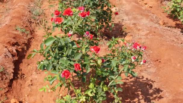 View Rose Plantation Growing Roses Seedlings Field Rose Plants Summer — Stock video