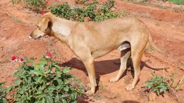 Closeup Brown Stray Dog Standing Amidst Rose Plantation Hot Sunny — 图库视频影像