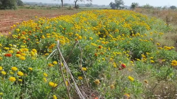 Wide View Yellow Chrysanthemum Flowers Grown Farmland Summer Season — Stockvideo