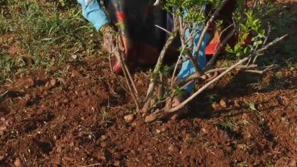 Closeup Indian Woman Weeding Jasmine Field Using Hand Hoe Summer — Stok video