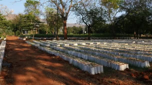 Wide View Variety Plants Saplings Nursery Farm Ready Fresh Plantation — Vídeo de Stock