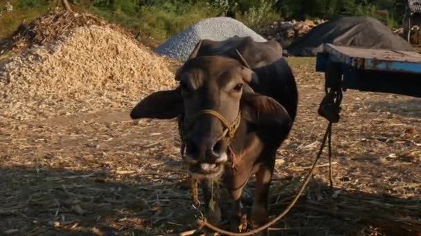 Closeup Indian Buffalo Tied Cart Rope Old Barn Sunset Time — Αρχείο Βίντεο