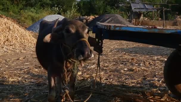 Closeup Indian Buffalo Tied Cart Rope Old Barn Sunset Time — Αρχείο Βίντεο