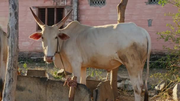 Closeup Indian White Bull Tied Rope Barn Sunset Rural Village — Vídeos de Stock