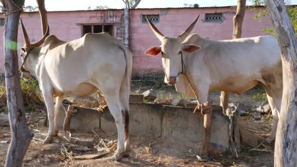 Closeup Pair Indian White Bulls Tied Rope Barn Sunset Rural — Stockvideo
