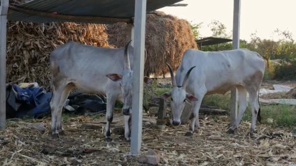 Closeup Pair Indian White Bulls Tied Rope Barn Sunset Rural — Vídeo de stock