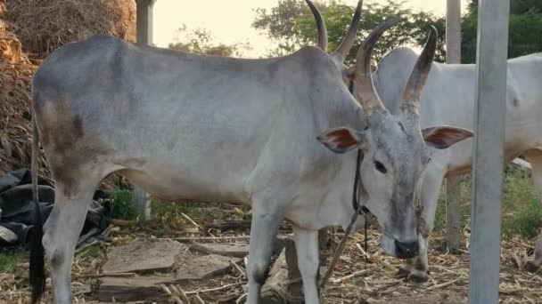 Closeup Pair Indian White Bulls Tied Rope Barn Sunset Rural — стоковое видео