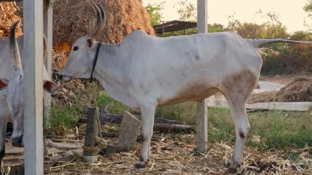 Closeup Indian White Bull Defecating Pooping Barn Sunset — ストック動画