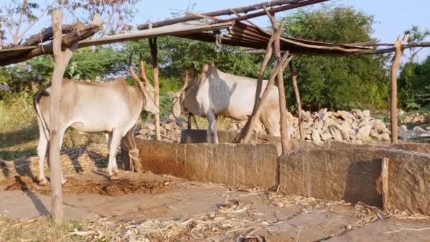 Closeup Pair Indian White Bulls Tied Rope Barn Sunset Rural — Stok Video
