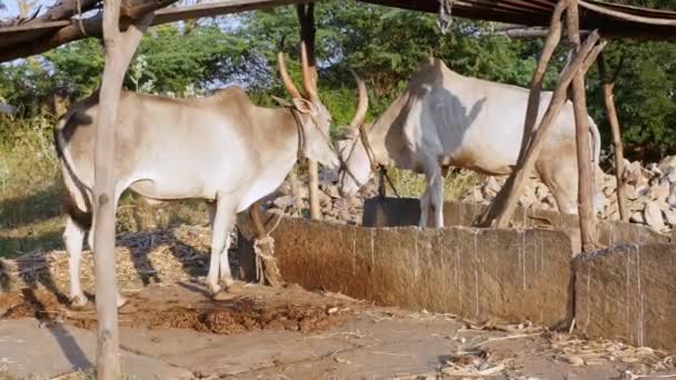 Closeup Pair Indian White Bulls Tied Rope Barn Sunset Rural — Video
