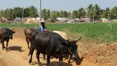 Vijayanagara, Hindistan-Ocak 19.2023: Güneşli bir sabah boyunca inekleriyle toprak bir yolda yürüyen Hintli bir inek çobanın yakın çekimi