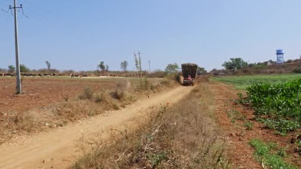 インド ヴィジャヤナガラ2023年1月19日暑い晴れた日に未舗装の道路に沿って切りたてのサトウキビを輸送するトラクターの広い視野 — ストック動画