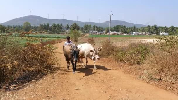 Vijayanagara India January 2023 Closeup Indian Cow Herder Walking Dirt — Stock Video