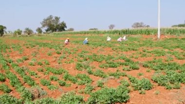 Vijayanagara, Hindistan-Ocak 19.2023: Sıcak güneşli bir günde büyük bir fıstık tarlasında (Arachis hipogaea) yabani otları ayıklayan Hintli kadınların geniş bir görüntüsü