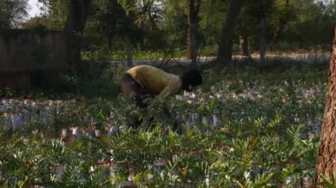 Vijayanagara,India-january 19,2023:A closeup of a labourer working in a nursery farm during sunny day