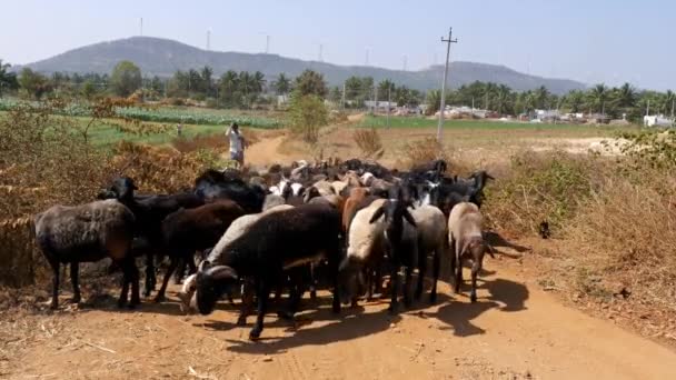 Vijayanagara India January 2023 Closeup Indian Shepherd Walking Dirt Road — Vídeo de stock