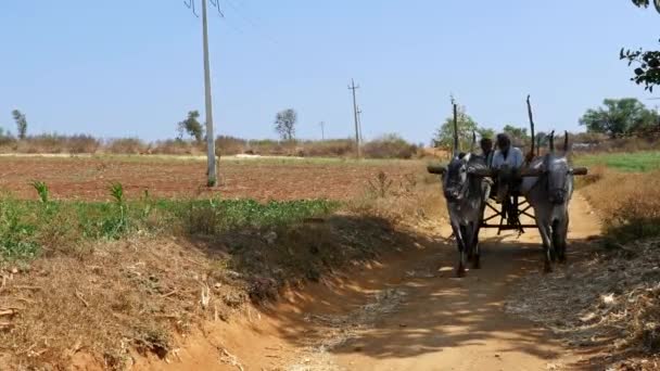 Vijayanagara India January 2023 Closeup Indian Farmer Riding Bullock Cart — Stock video