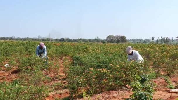 Vijayanagara India January 2023 Wide View Local Female Workers Harvesting — Stock Video