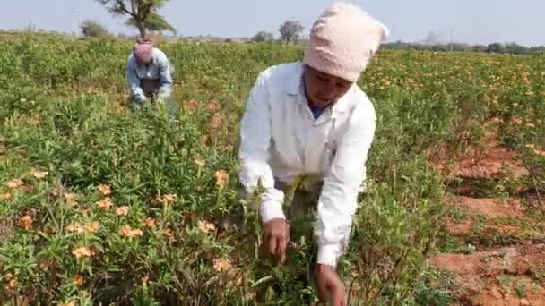 Vijayanagara India January 2023 Wide View Local Female Workers Harvesting — Vídeo de Stock