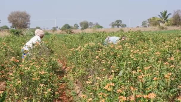 Vijayanagara India January 2023 Wide View Local Female Workers Harvesting — Vídeo de Stock