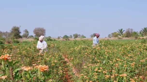 Vijayanagara Indie Styczeń 2023 Szeroki Widok Lokalnych Pracownic Zbierających Kwiaty — Wideo stockowe