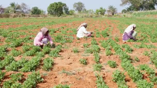Vijayanagara India Jananagara 2023 여성들이 밭에서 Arachis Hypogaea — 비디오