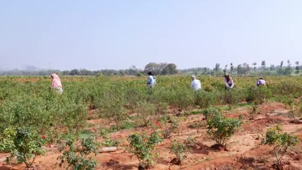 Vijayanagara India January 2023 Wide View Local Female Workers Harvesting — Stockvideo