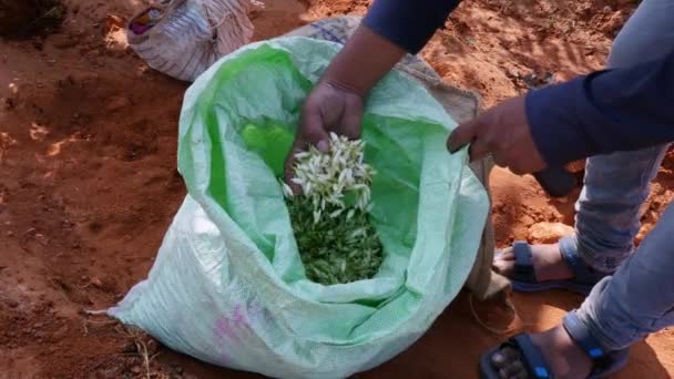 Vijayanagara Índia Janeiro 2023 Fechar Mãos Verificando Qualidade Das Flores — Vídeo de Stock