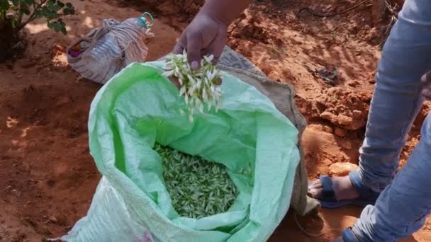 Vijayanagara India Januari 2023 Penutup Tangan Memeriksa Kualitas Bunga Melati — Stok Video