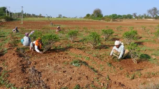 Vijayanagara India January 2023 Wide Shot Rural Indian Women Weeding — стокове відео