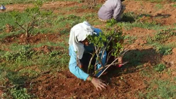 Vijayanagara India January 2023 Closeup Indian Woman Weeding Jasmine Plant — Stockvideo
